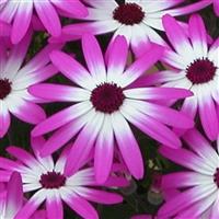 Senetti<sup>®</sup> Magenta Bicolor Pericallis