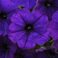 Starlet™ Blue Petunia