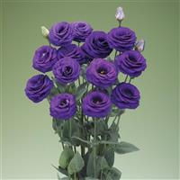 Croma 2 Blue Lisianthus