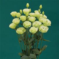 Croma 2 Green Lisianthus