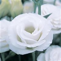 Croma 3 White Lisianthus
