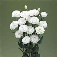 Croma 2 White Lisianthus