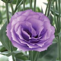 Croma 3 Lavender Lisianthus