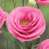 Croma 3 Pink Lisianthus