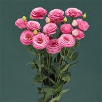 Croma 3 Pink Lisianthus