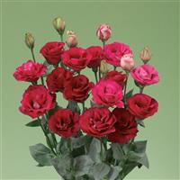 Croma 3 Red Lisianthus