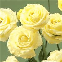 Croma 3 Yellow Lisianthus