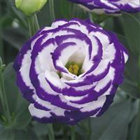 Croma 3 Blue Picotee Lisianthus