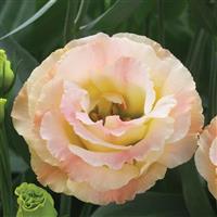 Croma 2 Champagne Lisianthus