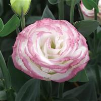 Croma 3 Pink Picotee Lisianthus