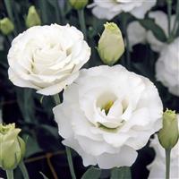 Croma 3 Silky White Lisianthus