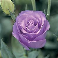 Croma 4 Lavender Lisianthus
