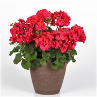 Solera™ Fuchsia Interspecific Geranium