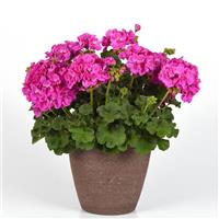 Solera™ Lavender Interspecific Geranium