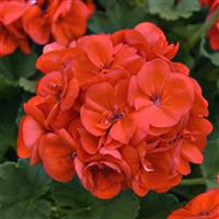 Solera™ Orange Interspecific Geranium