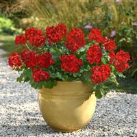 Solera™ Dark Red Interspecific Geranium