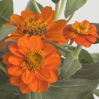 Profusion Double Fire Zinnia