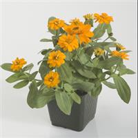 Profusion Double Golden Zinnia