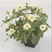 Profusion Double White Zinnia