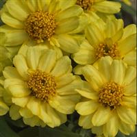 Profusion Double Yellow Zinnia