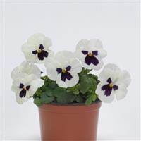 Sorbet<sup>®</sup> XP White Blotch Viola