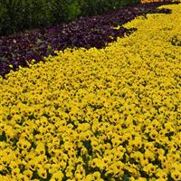 Sorbet<sup>®</sup> XP Yellow Viola