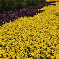 Sorbet<sup>®</sup> XP Yellow Blotch Viola