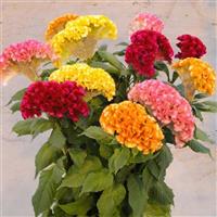 Act Mix Cut Flower Celosia