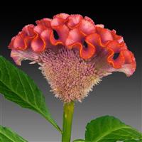 Act Rose Cut Flower Celosia