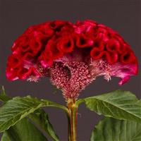 Act Velvet Cut Flower Celosia