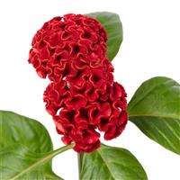 Act Copper Red Cut Flower Celosia