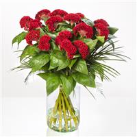 Act Copper Red Cut Flower Celosia