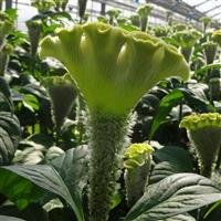 Asuka Select Green Cut Flower Celosia