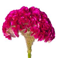 Bar Bora Purple Cut Flower Celosia
