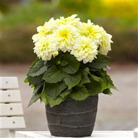 Dahlietta<sup>®</sup> Shirley Dahlia