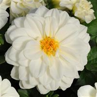 Dahlietta<sup>®</sup> Blanca Dahlia