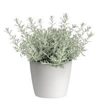 Silver Stitch 26 Helichrysum