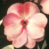 ColorPower™ Appleblossom New Guinea Impatiens