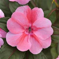 ColorPower™ Pink Flame New Guinea Impatiens