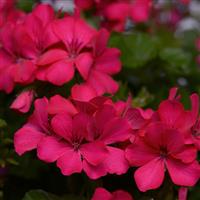 Marcada™ Magenta Interspecific Geranium