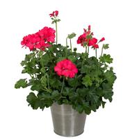 Marcada™ Magenta Interspecific Geranium