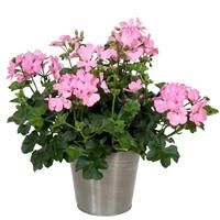 Marcada™ Pink Interspecific Geranium