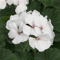 Marcada™ White Interspecific Geranium