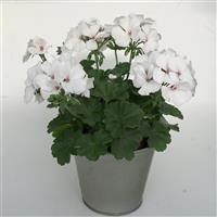 Marcada™ White Interspecific Geranium