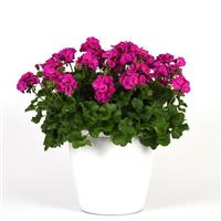 Marcada™ Electric Purple Interspecific Geranium