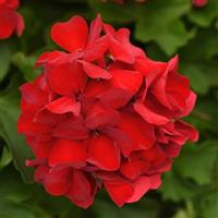Marcada™ Dark Red Interspecific Geranium