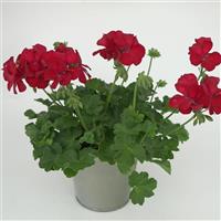 Marcada™ Dark Red Interspecific Geranium