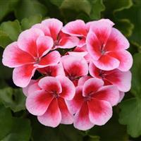 Marcada™ Pink+Purple Eye Interspecific Geranium