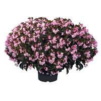 Stonehedge Light Pink Bronze Leaf Begonia
