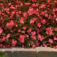Megawatt™ Rose Bronze Leaf Begonia